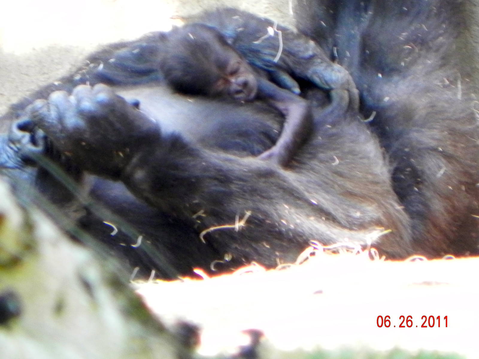 Gorilla baby and Mom