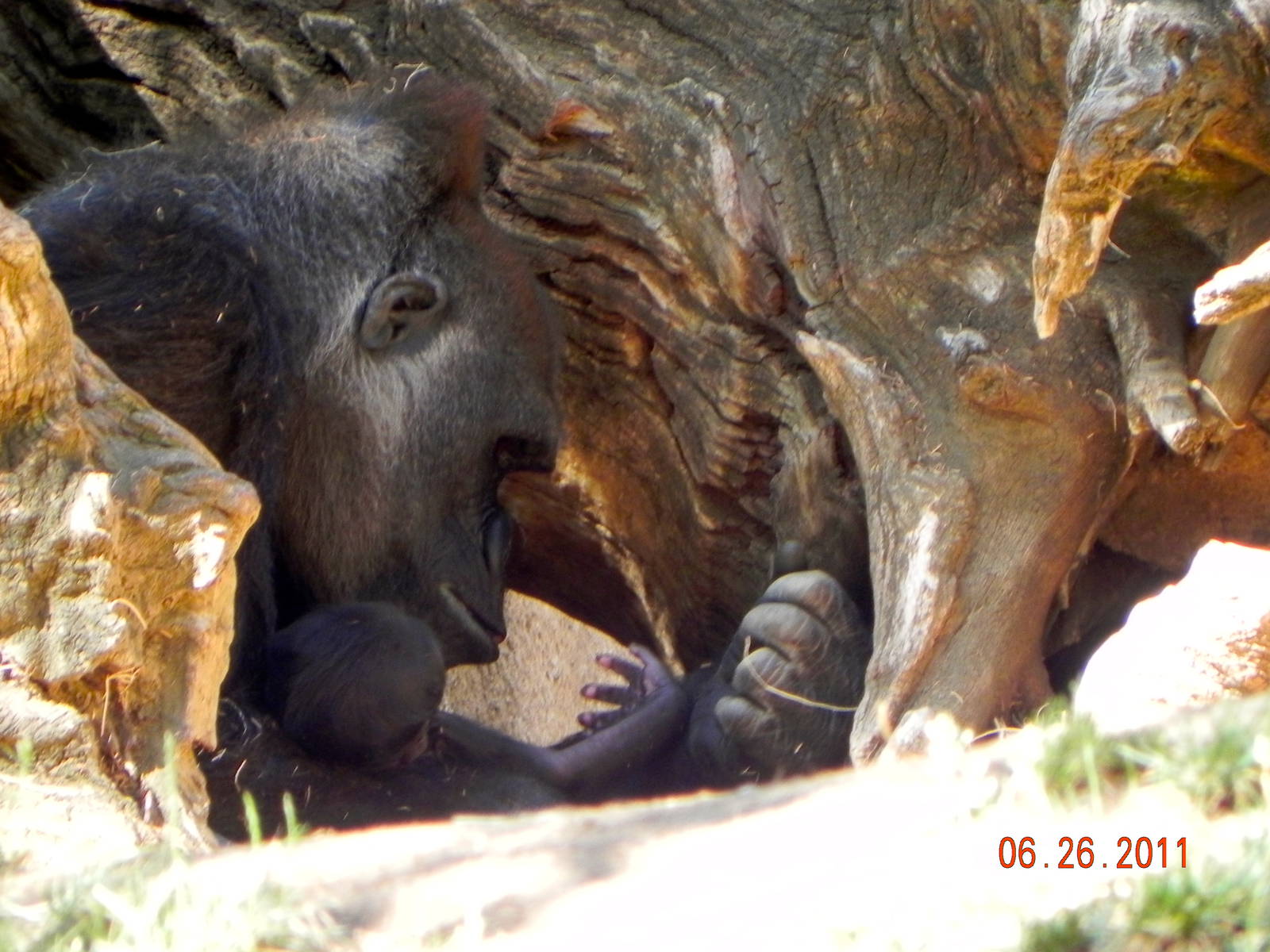 Gorilla baby and Mom