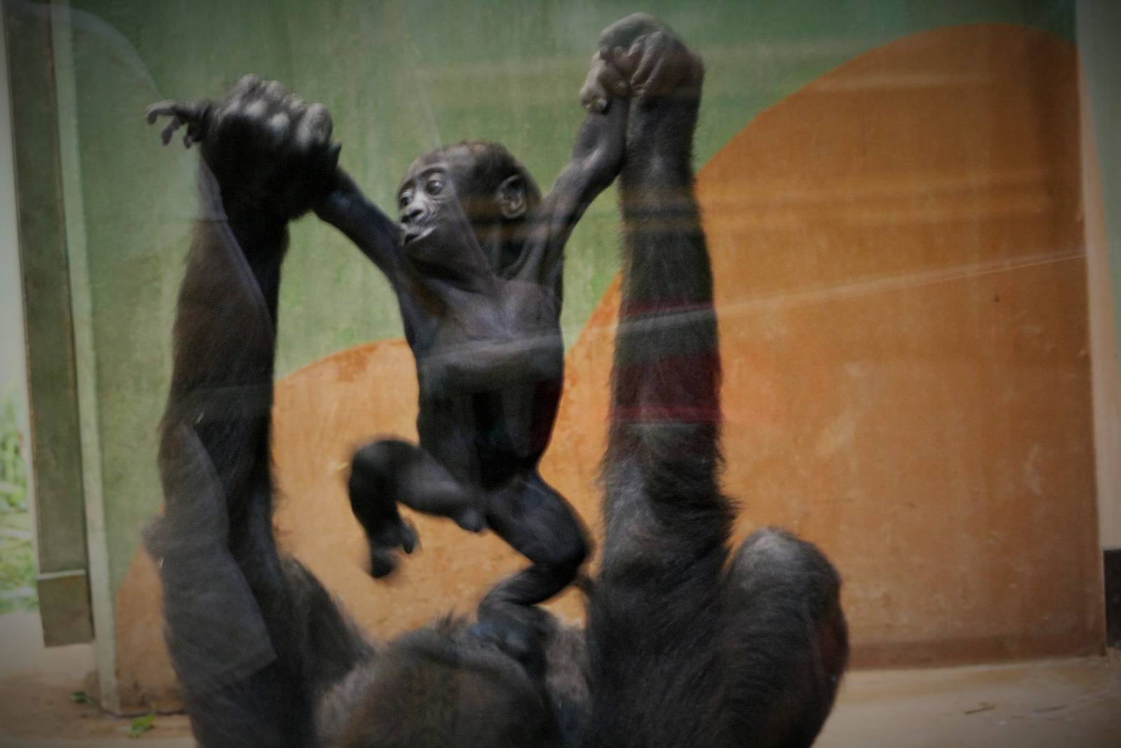 Gorilla baby born April 2015