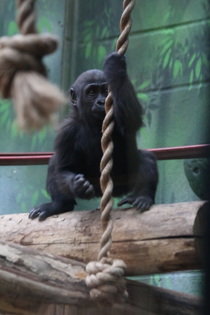 Gorilla baby learning the ropes