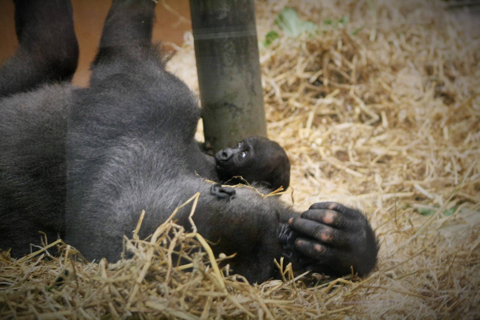 Gorilla baby Suckling.