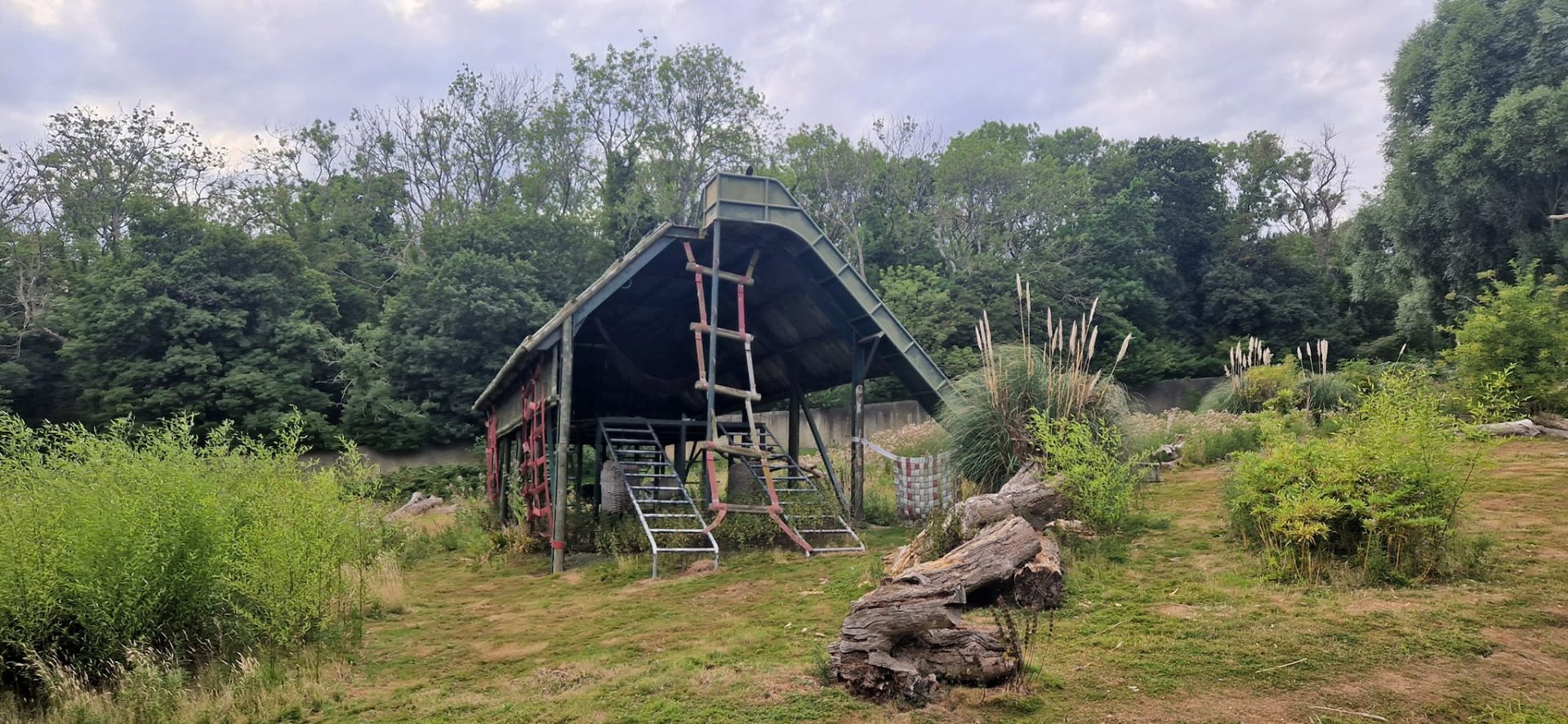 Gorilla bachelor group exhibit