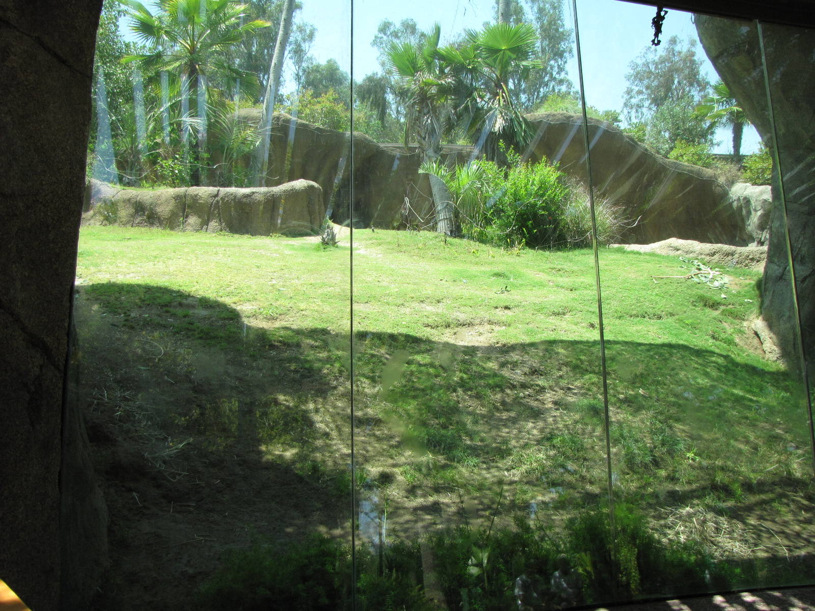Gorilla Bachelor Habitat