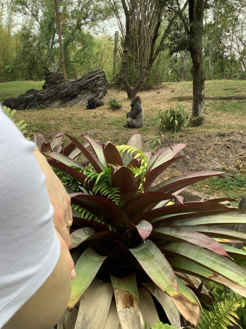 Gorilla Bachelor Troop Enclosure 3/18/24