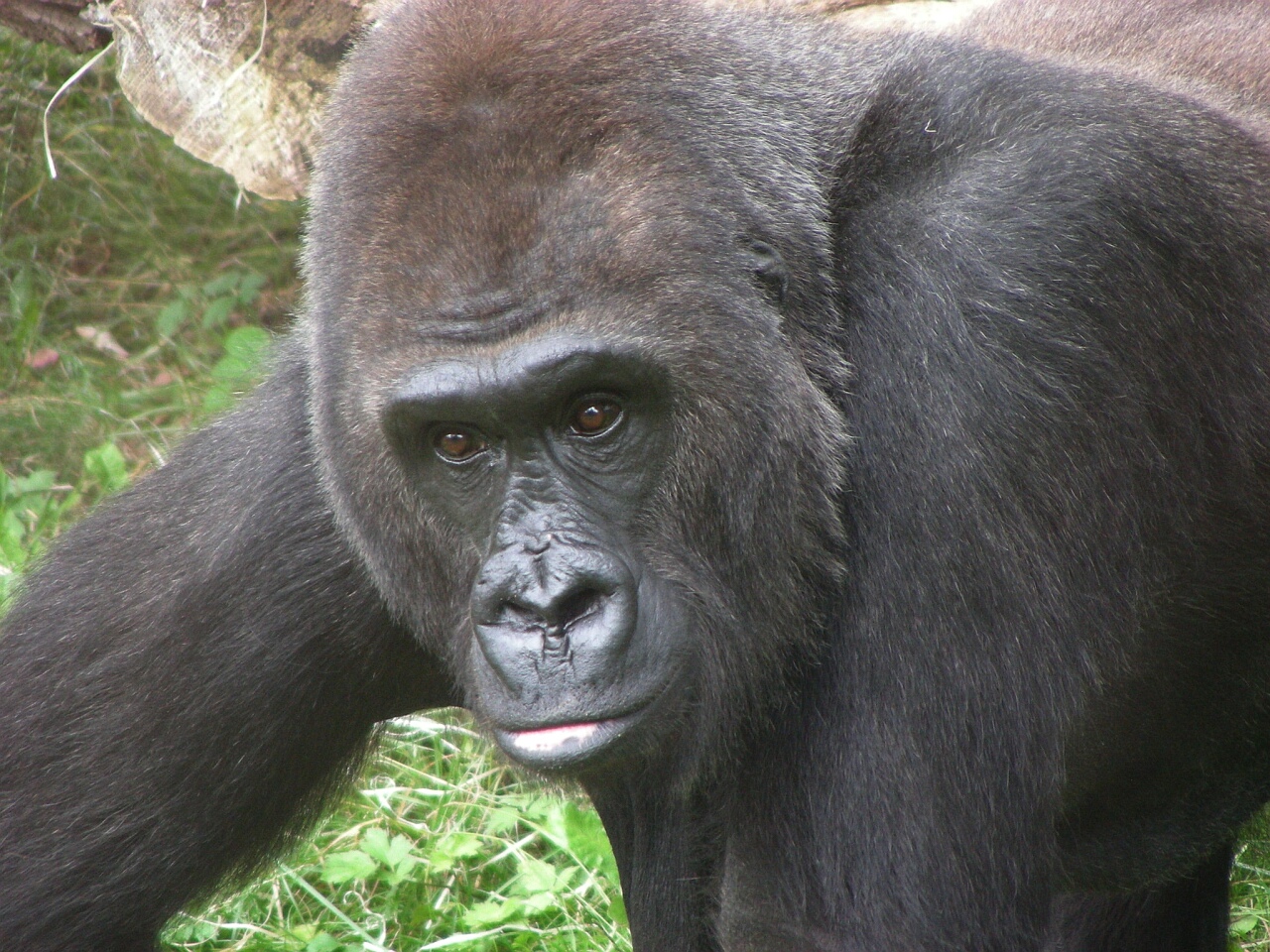 Gorilla: Bagira