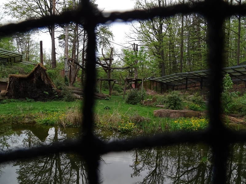 Gorilla / barbary ape enclosre