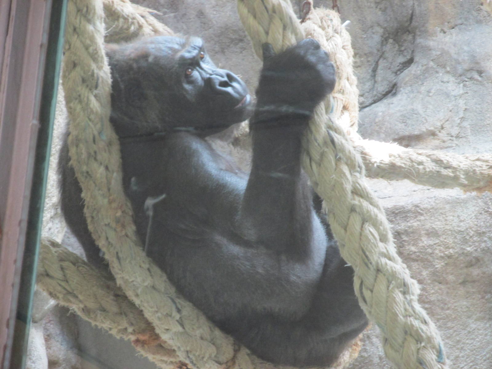 gorilla barcelona zoo