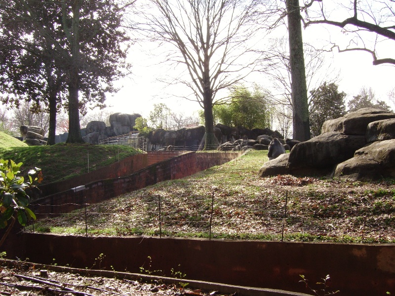 Gorilla Barrier Design - African Rain Forest