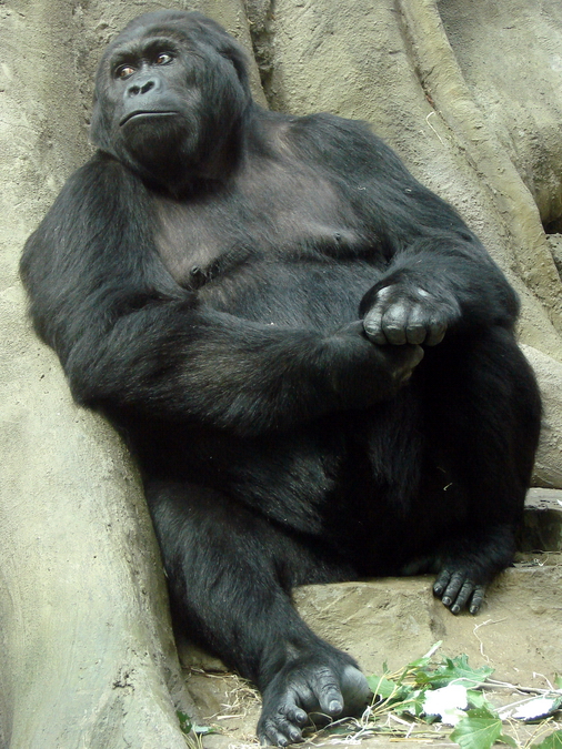 Gorilla beringei graueri  / Eastern gorilla (female Amahoro ISB-9922)