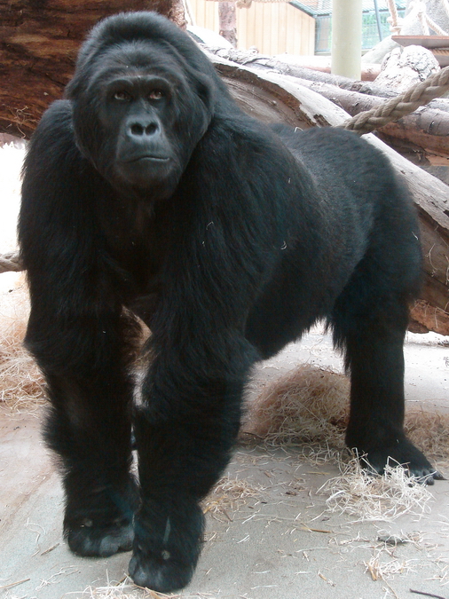 Gorilla beringei graueri  / Eastern gorilla (female Amahoro ISB-9922)