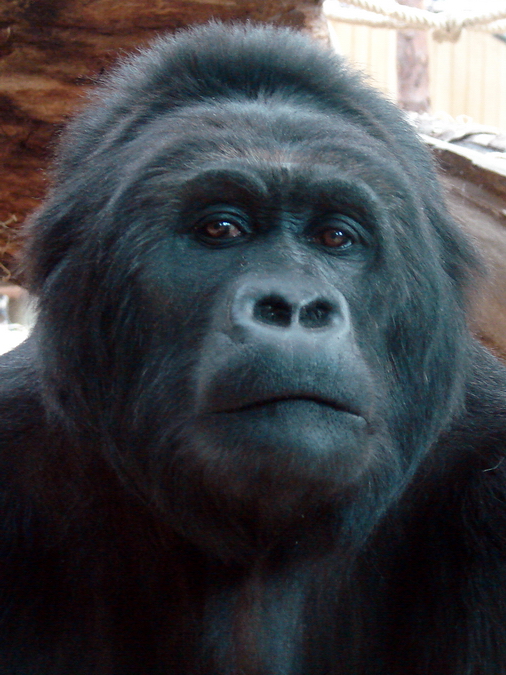 Gorilla beringei graueri  / Eastern gorilla (female Amahoro ISB-9922)
