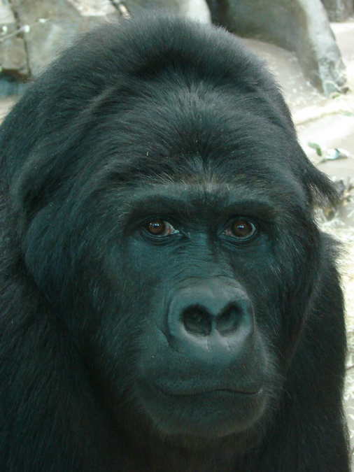 Gorilla beringei graueri  / Eastern gorilla (female Amahoro ISB-9922)