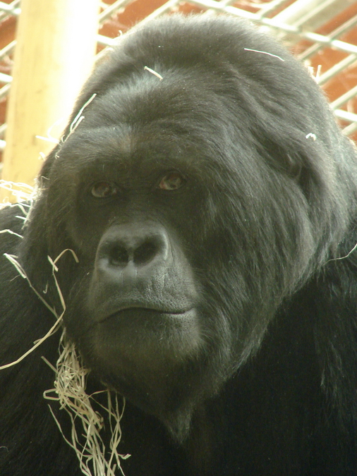 Gorilla beringei graueri  / Eastern gorilla (female Amahoro ISB-9922)