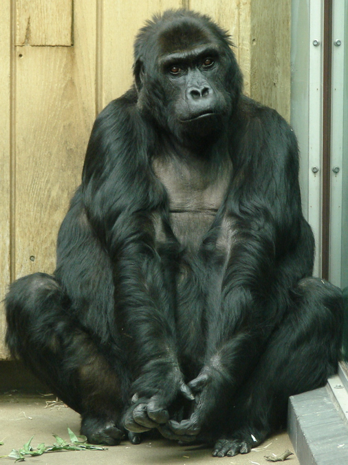 Gorilla beringei graueri / Eastern gorilla (female Victoria ISB-9919)