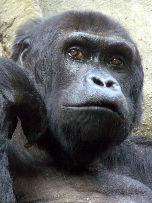 Gorilla beringei graueri / Eastern gorilla (female Victoria ISB-9919)