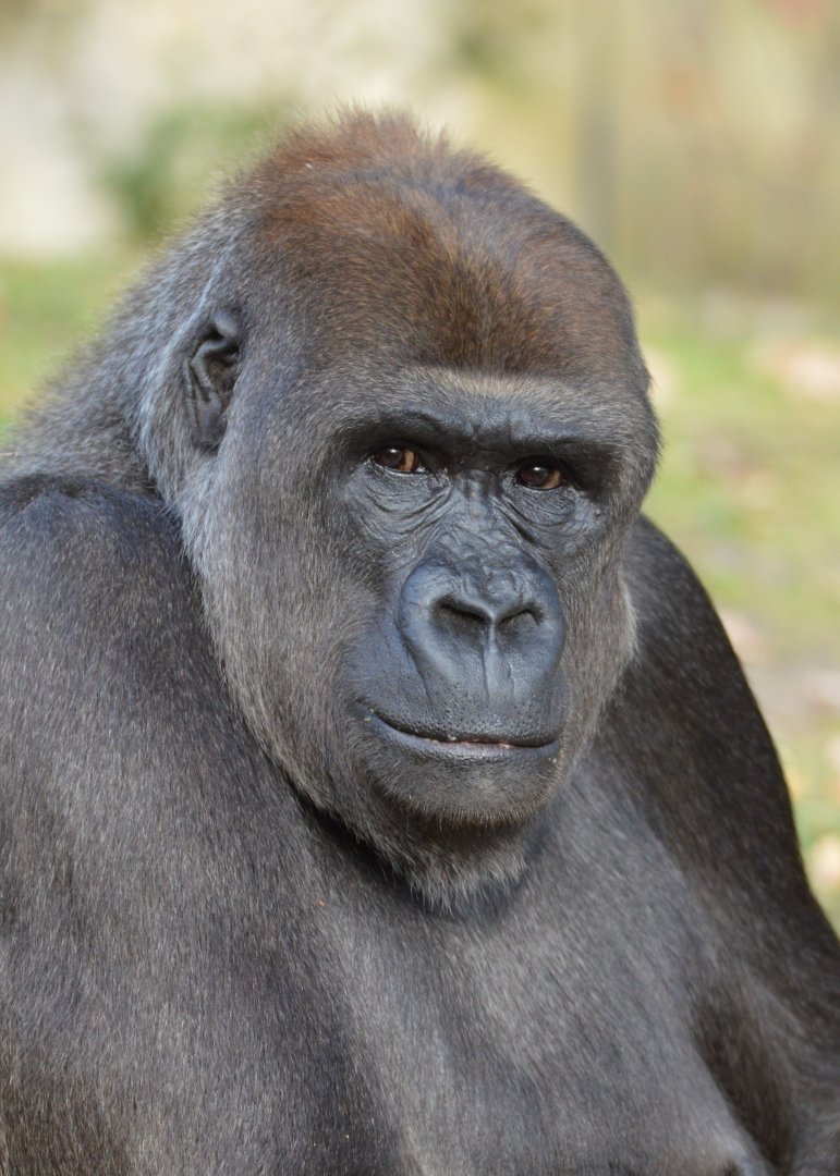 Gorilla Bibi