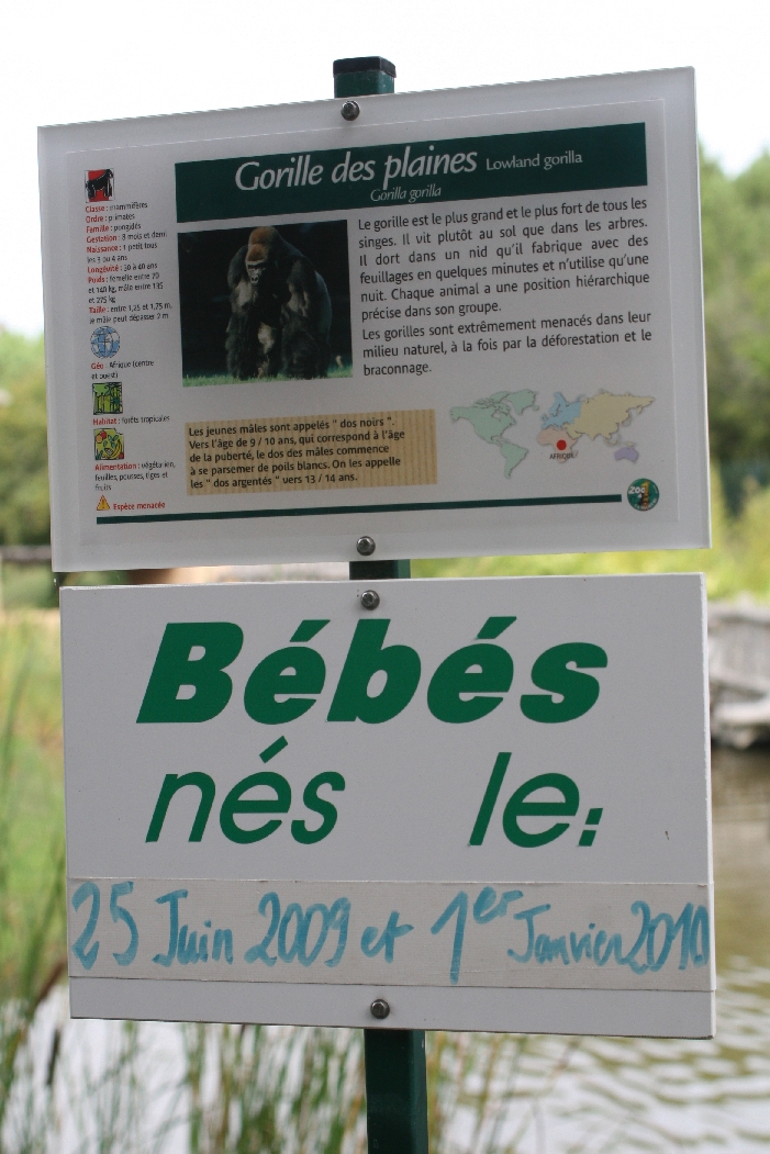 Gorilla Birth Announcement