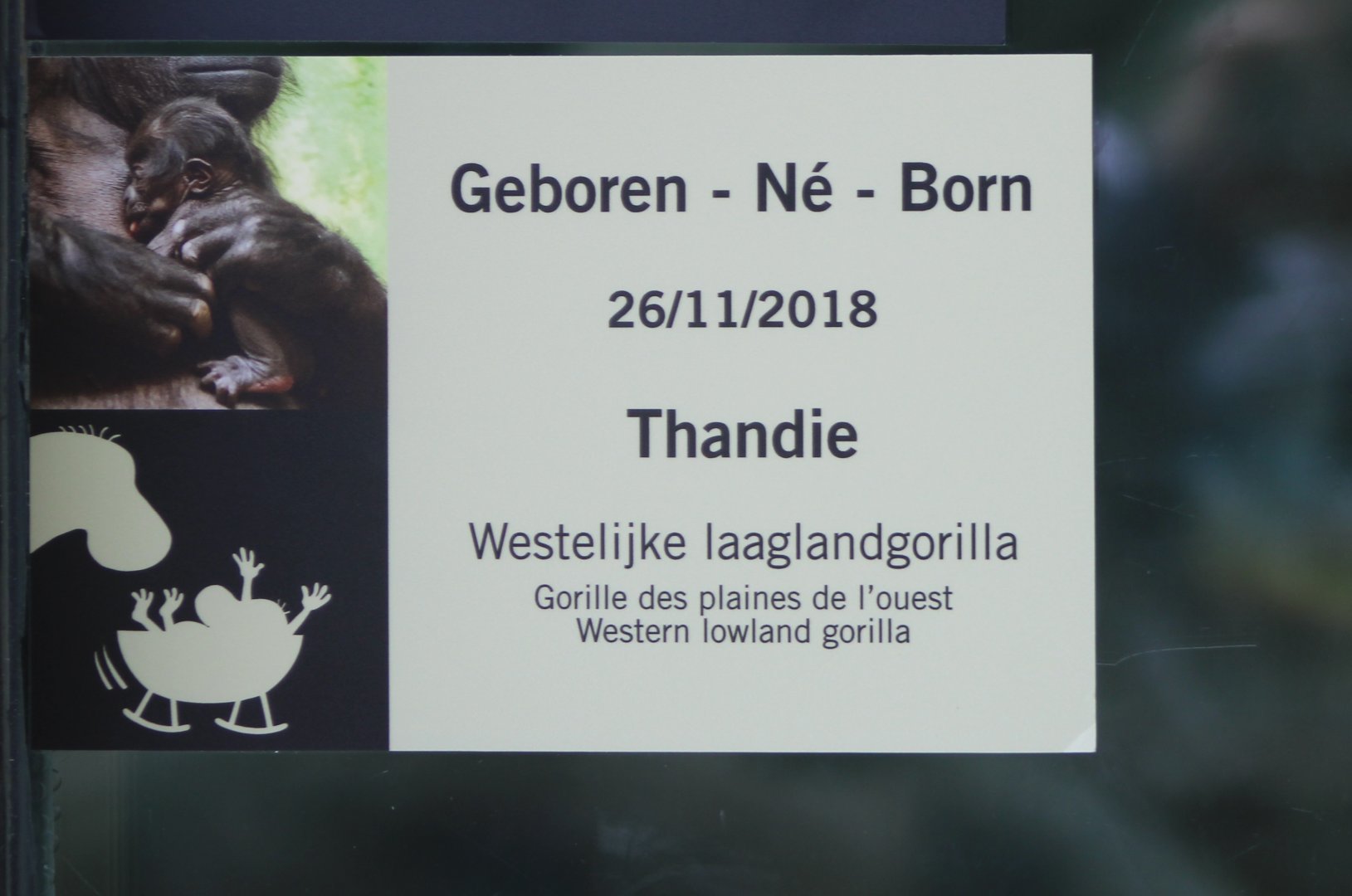 Gorilla birth-sign