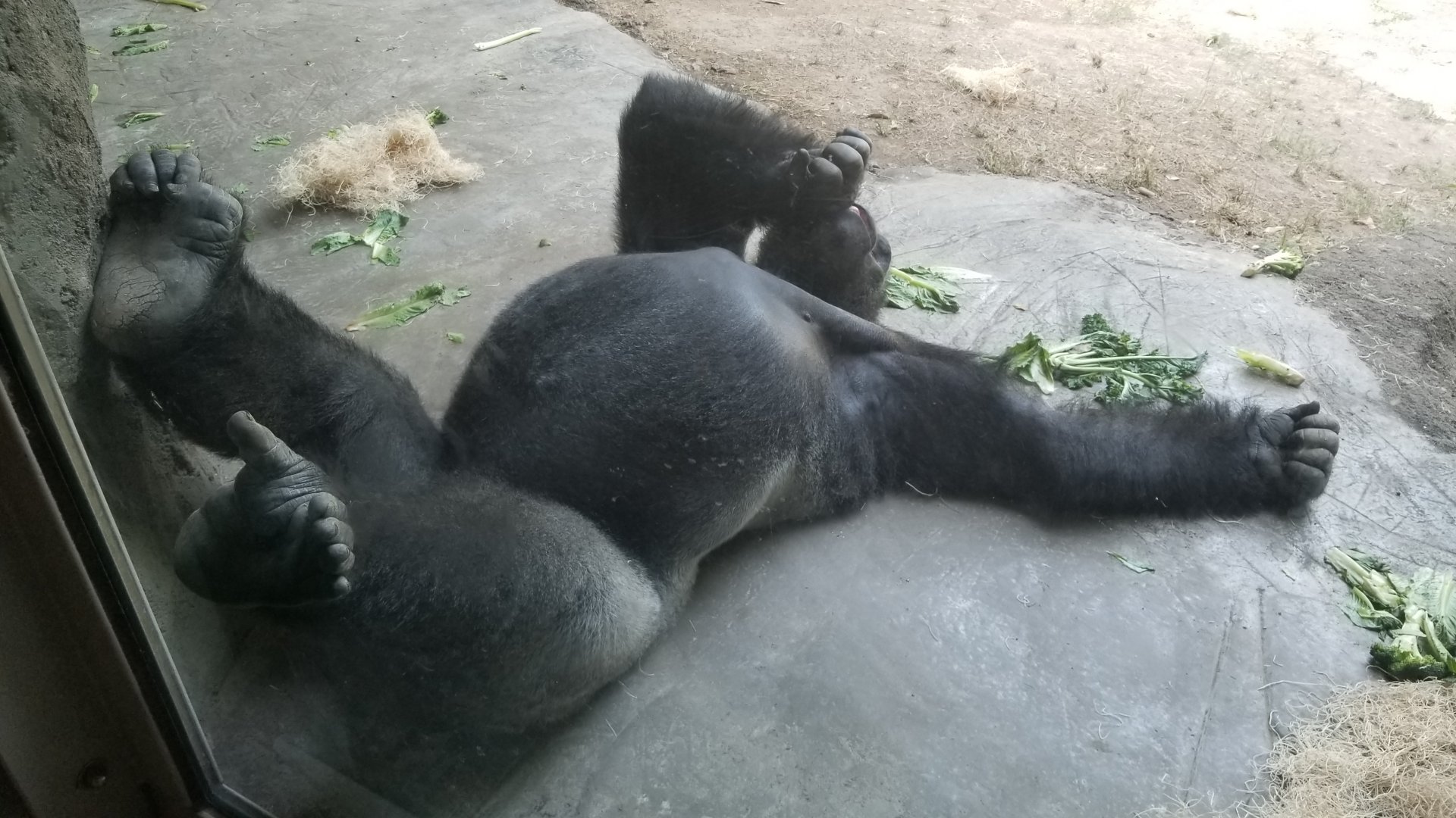 Gorilla biting at a scab