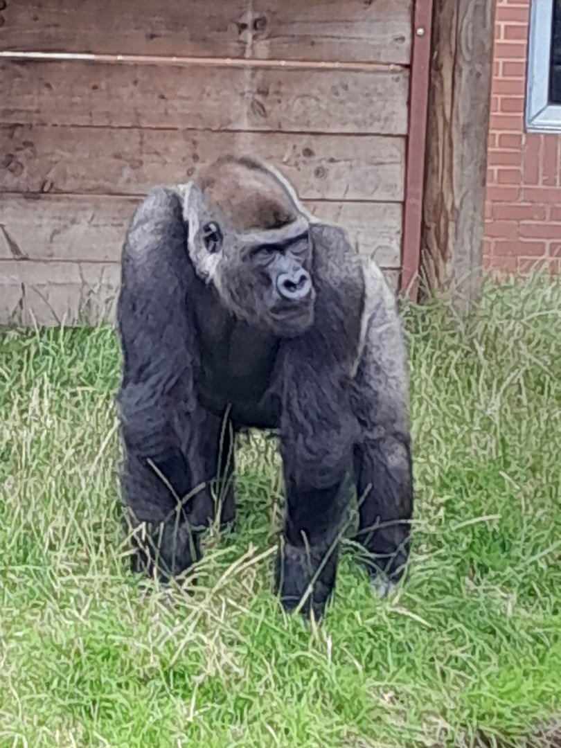 gorilla- blackback 'Lope'