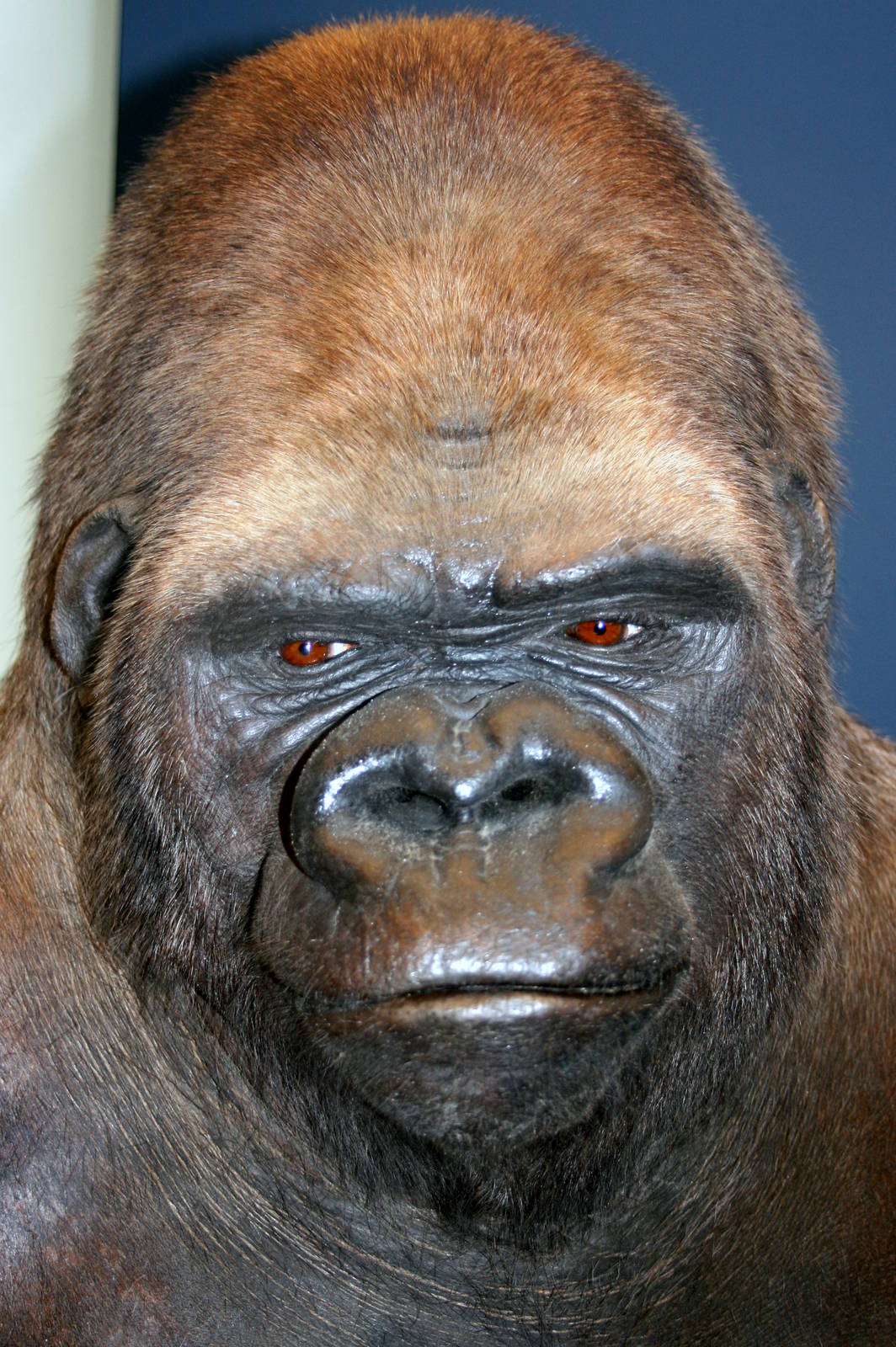 Gorilla (Bobby); Museum fur Naturekunde, Berlin; 10th September 2011