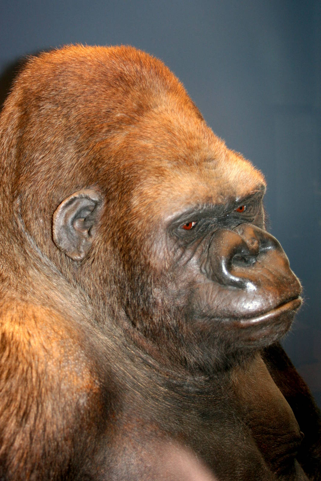 Gorilla (Bobby); Museum fur Naturekunde, Berlin; 10th September 2011