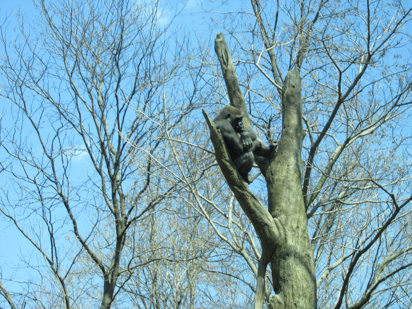Gorilla Bronx Zoo Easter 2015