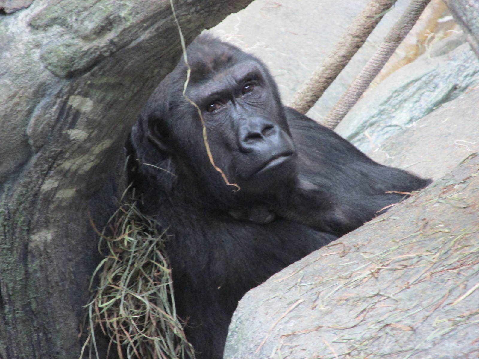 Gorilla Brookfield Zoo November 2014