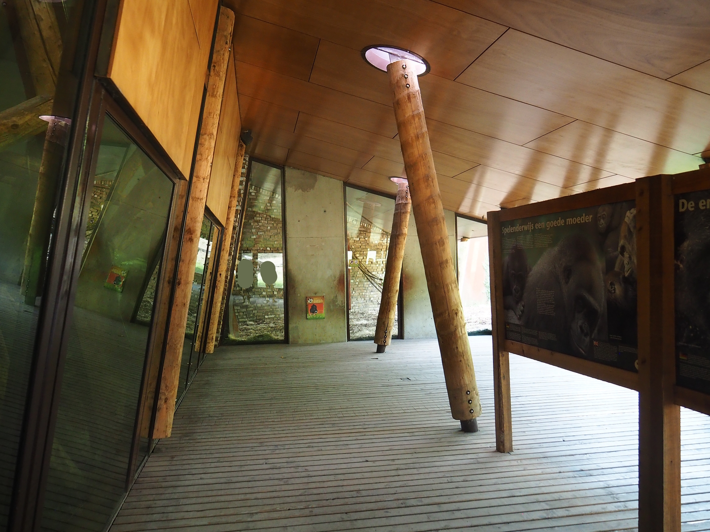 Gorilla building gallery - Gorilla viewing areas, 2022-08-20