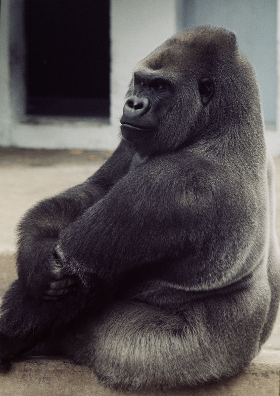 Gorilla Bukhama 1974