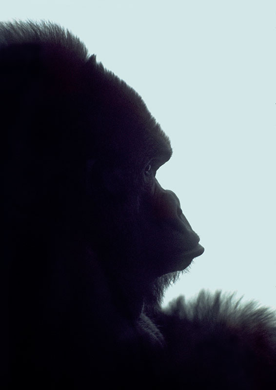 Gorilla Bukhama in profile 1973