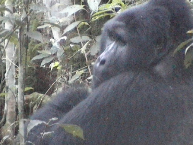 Gorilla - Bwindi Impenetrable Forest