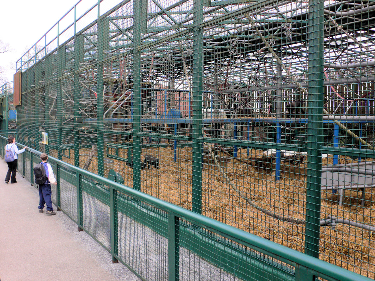 Gorilla cage, Howletts, 14 March 09