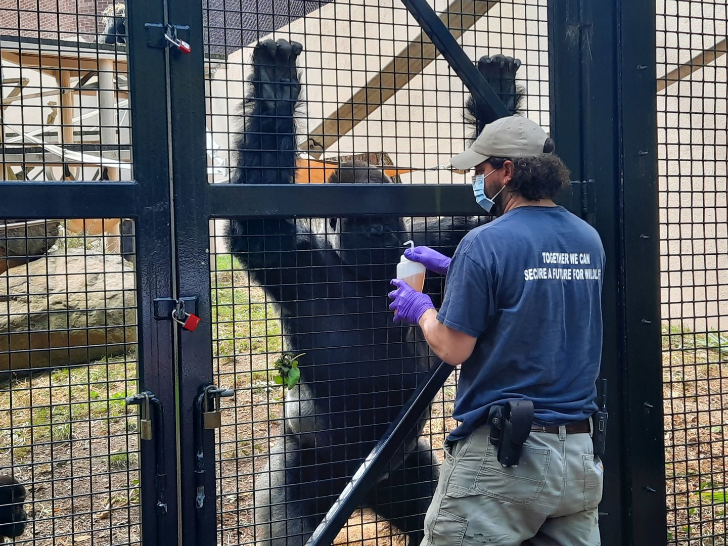 Gorilla Care Session 1