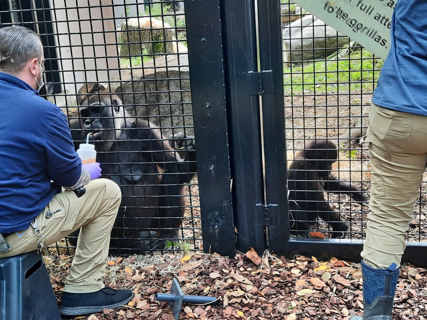 Gorilla Care Session 2