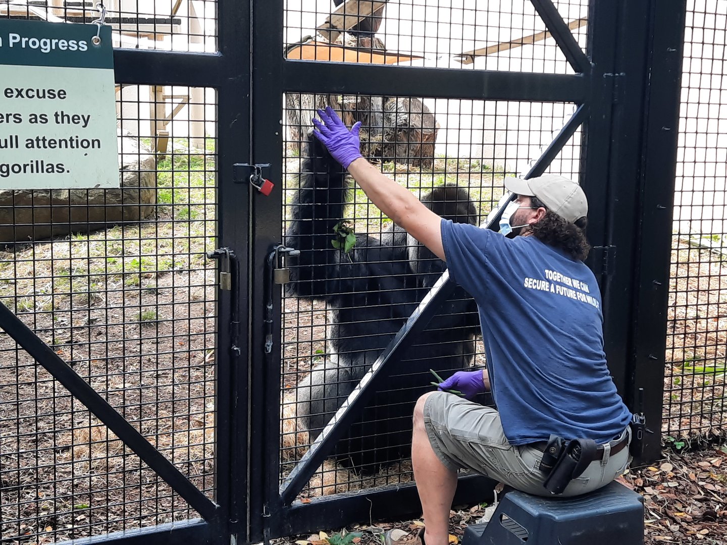 Gorilla Care Session 3