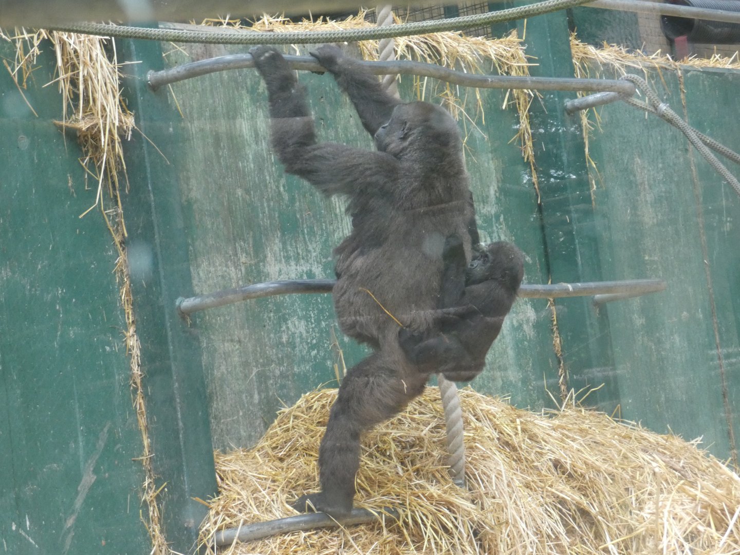 Gorilla carrying 2 babies