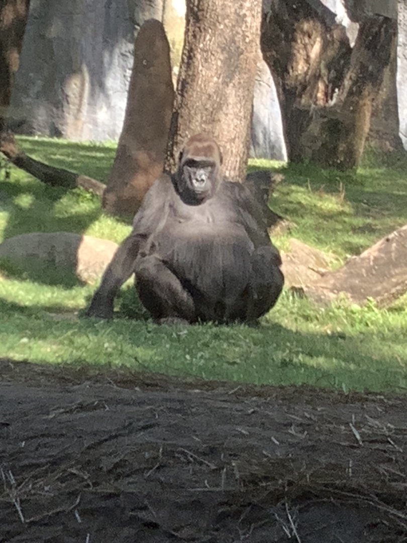 Gorilla chilling out in shade 3/21/24