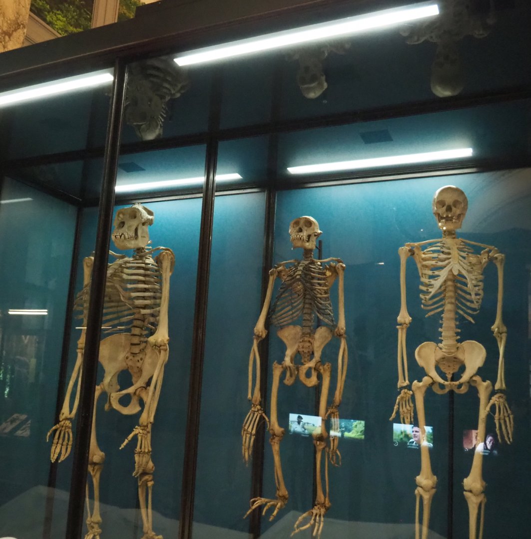 Gorilla, Chimpanzee and Human skeletons, 2021-10-20