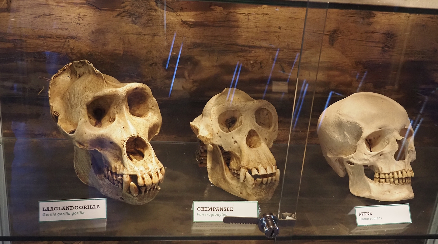 Gorilla, chimpanzee and human skulls, 2025-04-12