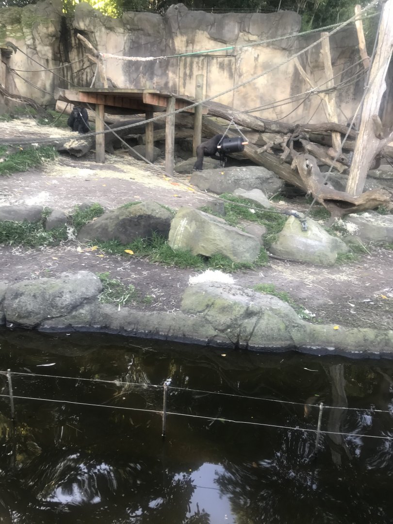 Gorilla Climbing Ropes