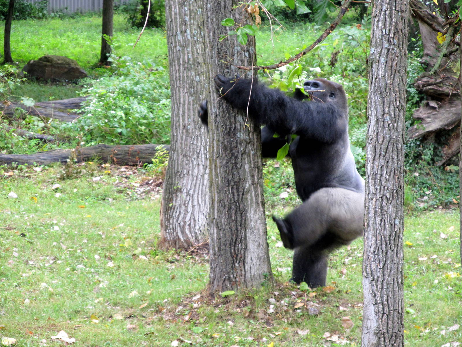 Gorilla Climbing the Tree