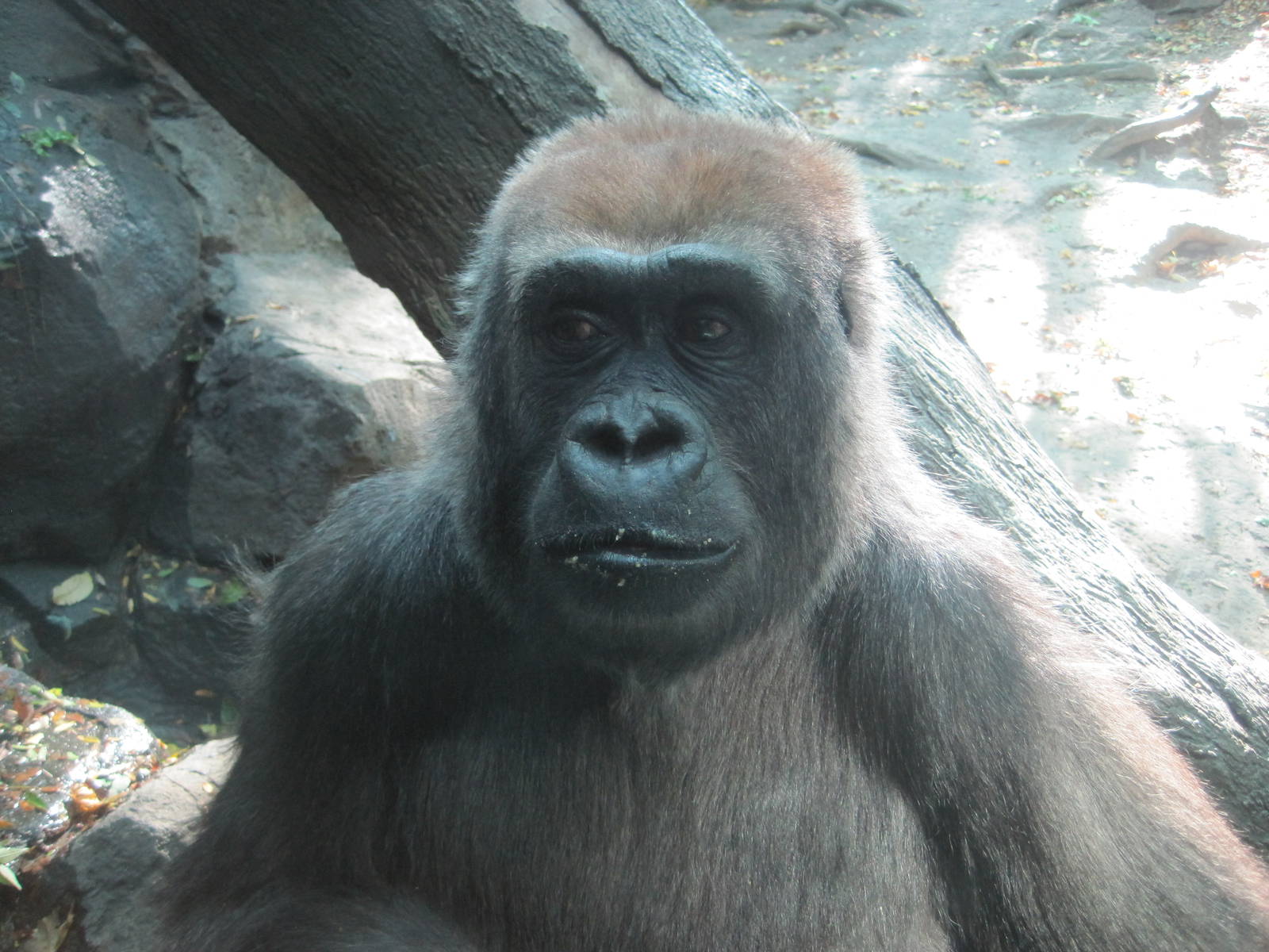 Gorilla Close-Up