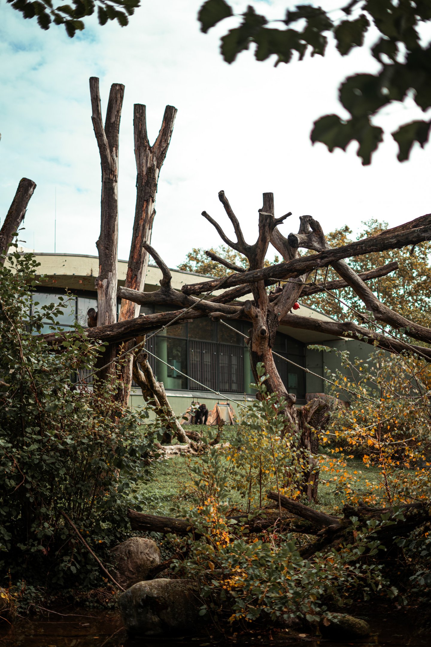 Gorilla & Collared Mangabey outdoor area