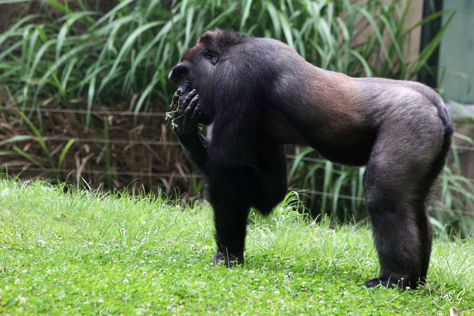 Gorilla collecting and eating wild forbs