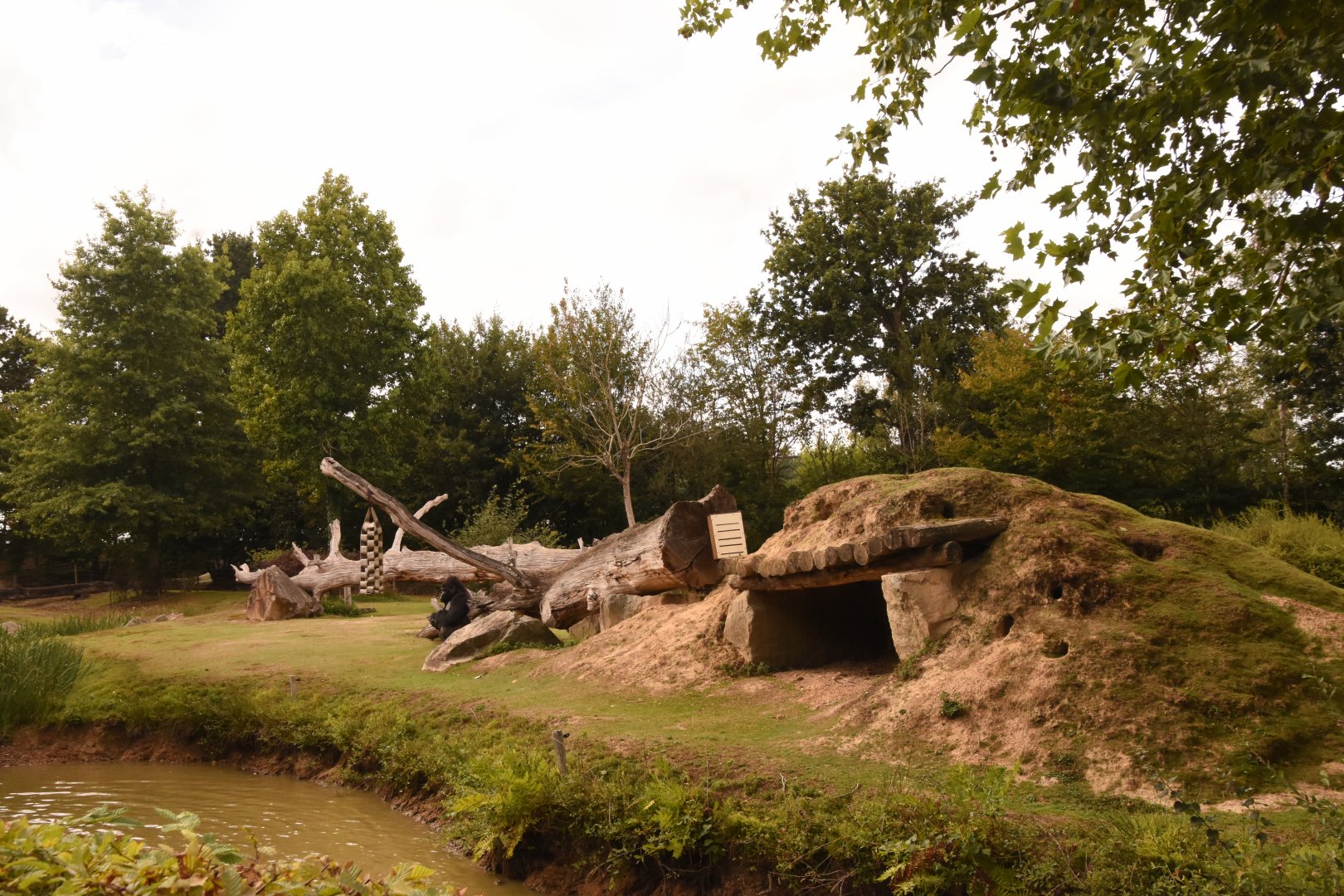 Gorilla & Colobus enclosure