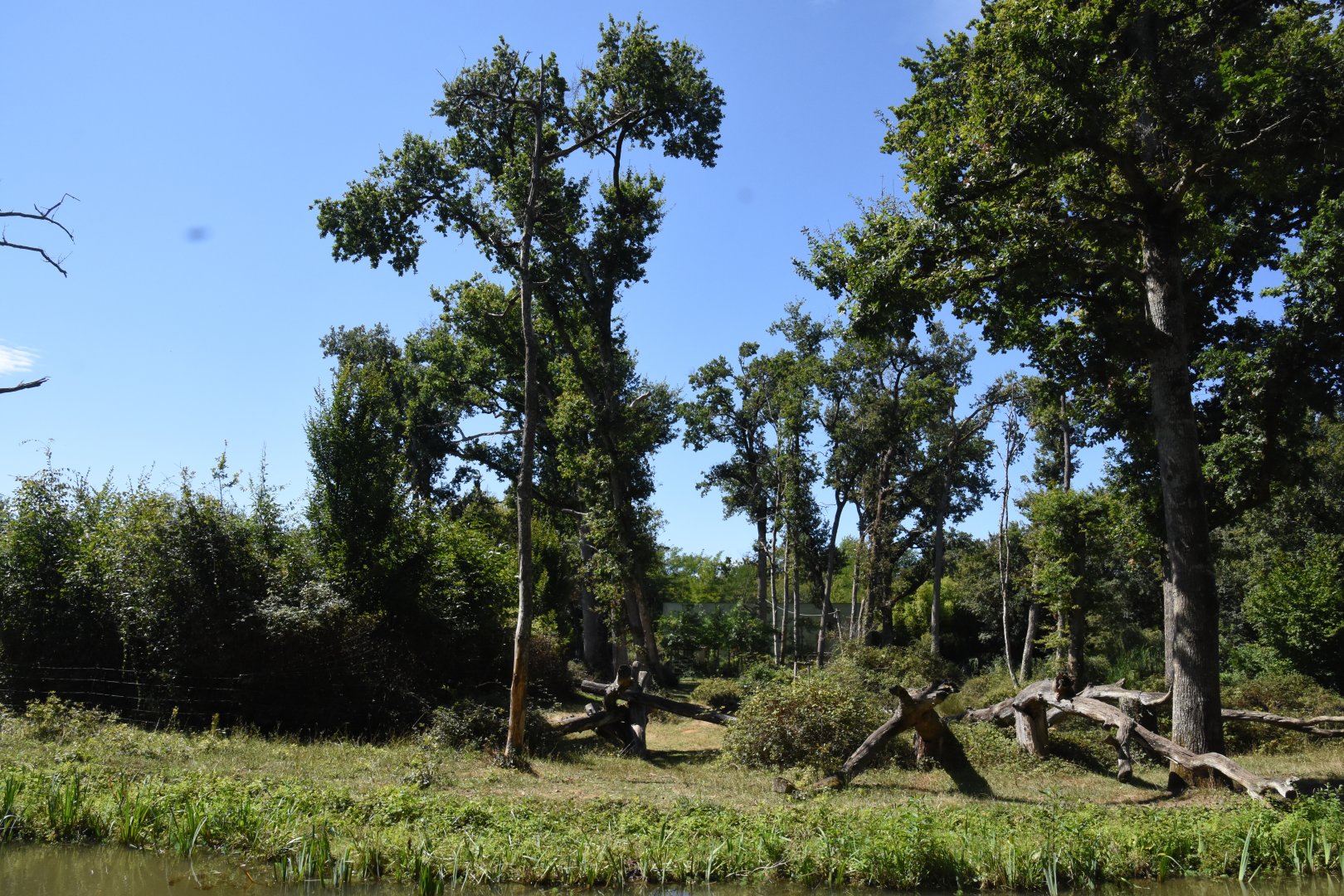 Gorilla & Colobus island