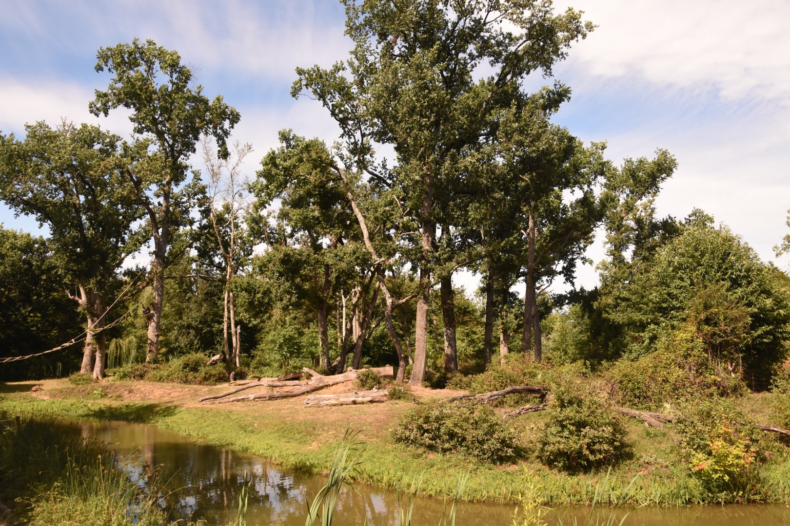 Gorilla & Colobus island