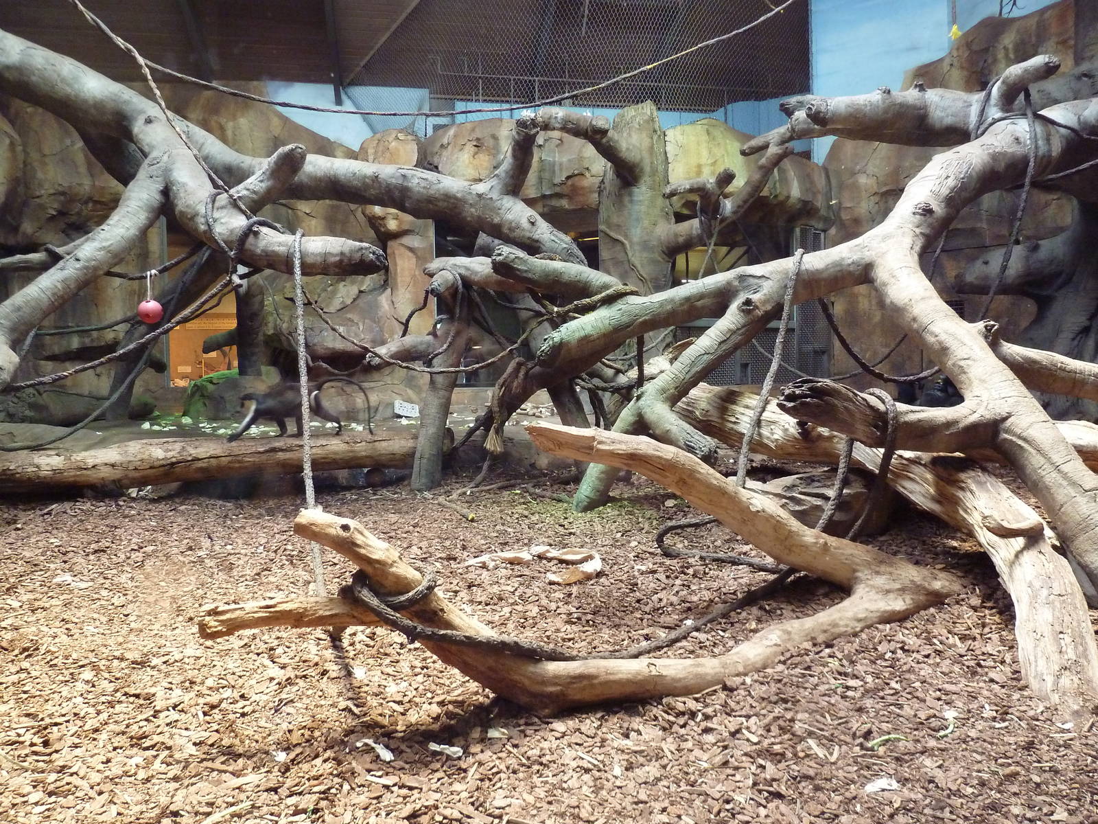 Gorilla/Colobus Monkey/Diana Monkey Indoor Exhibit