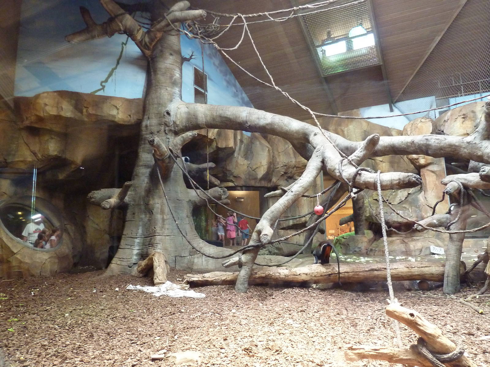 Gorilla/Colobus Monkey/Diana Monkey Indoor Exhibit